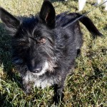 RUFUS (RUFI)